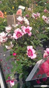 IMG20250618