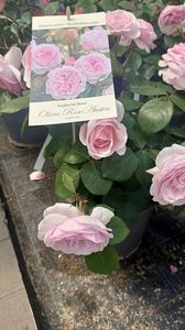 IMG20250618