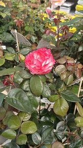 IMG20250618