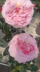 IMG20250618