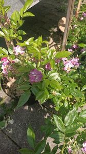 IMG20250618