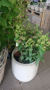 IMG20250618