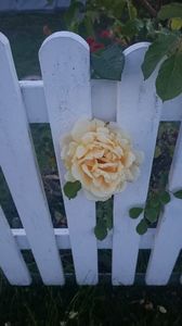 IMG20250617