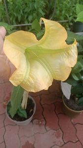 IMG20250617