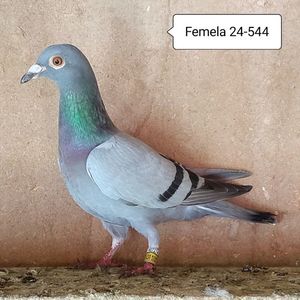 Femela 24-544