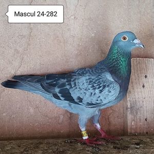 Mascul 24-282