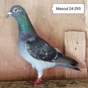Mascul 24-293