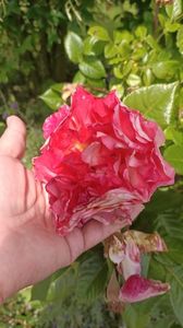 IMG20250619
