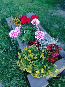 IMG-20250617