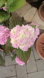 IMG20250617