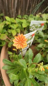 IMG20250617