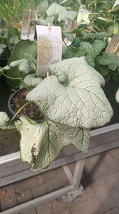 IMG20250617