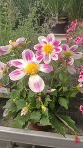 IMG20250617