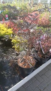 IMG20250617