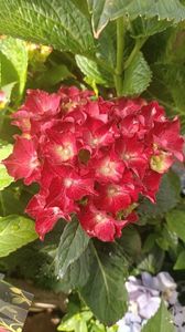 IMG20250617