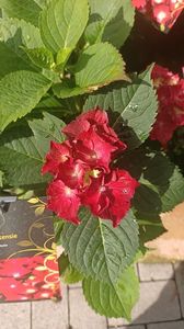 IMG20250617