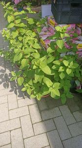 IMG20250617