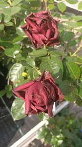 IMG20250617