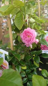 IMG20250617