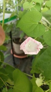 IMG20250617
