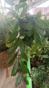 IMG20250617