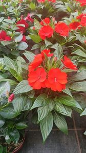 IMG20250617
