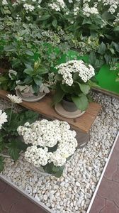 IMG20250617