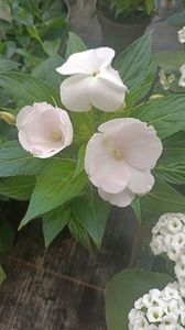 IMG20250617