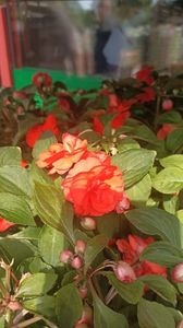 IMG20250617