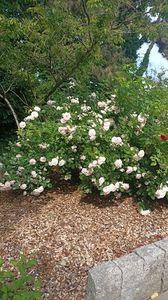 IMG20250617