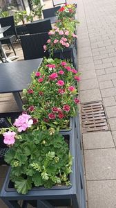 IMG20250617