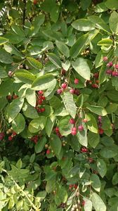IMG20250617