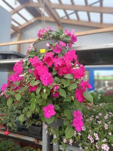 IMG20250616