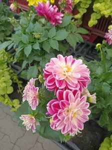 IMG202506161