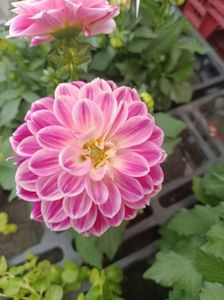 IMG20250616