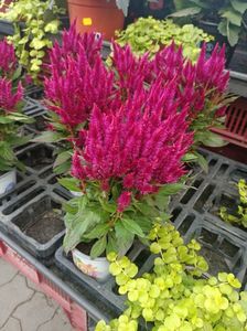 IMG202506161