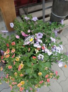 IMG20250616