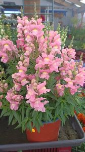 IMG20250616