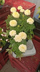 IMG20250616