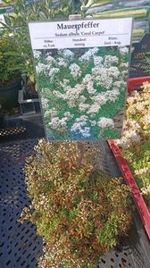 IMG20250616