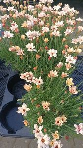 IMG20250616