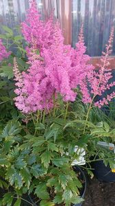 IMG20250616