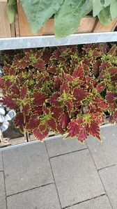 IMG20250616