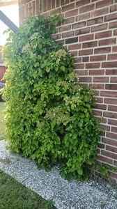 IMG20250612