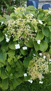 IMG20250611