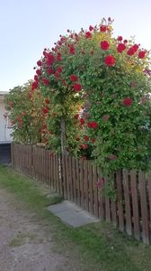 IMG20250611