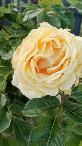 IMG20250611
