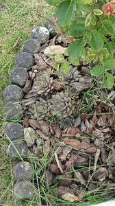IMG20250611
