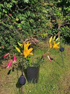 IMG-20250611