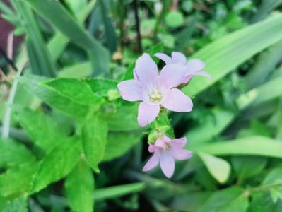 Campanula lactiflora Prichard's Variety